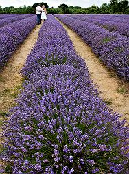 Thumbnail image for Purple wedding colour scheme and a lavender-themed engagement shoot